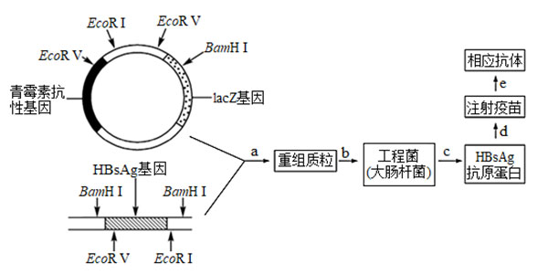 乙肝基因工程疫苗生產和使用過程